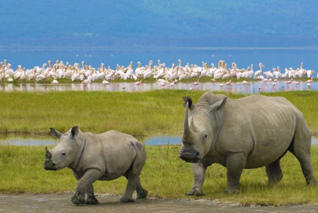 Esencia De Kenia & Tanzania