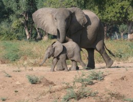 Salida Grupal a Zimbabwe y Sudfrica